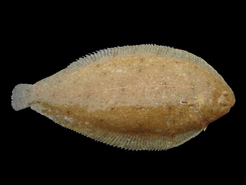 Морски език