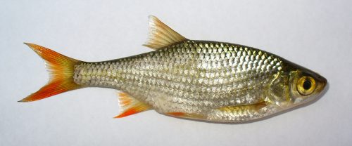 Балканска пъстърва