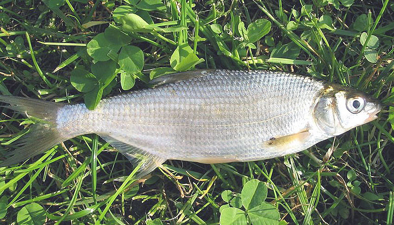 Морунаш
