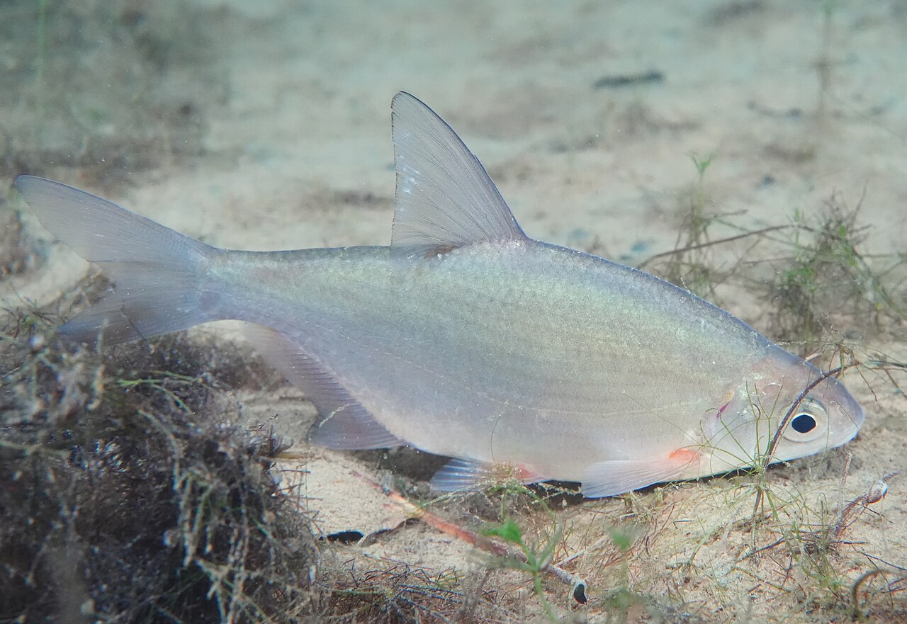 Густера