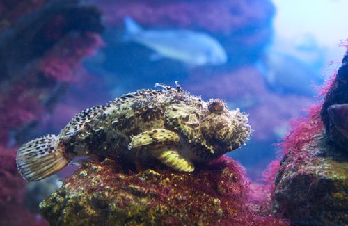 Морски скорпион