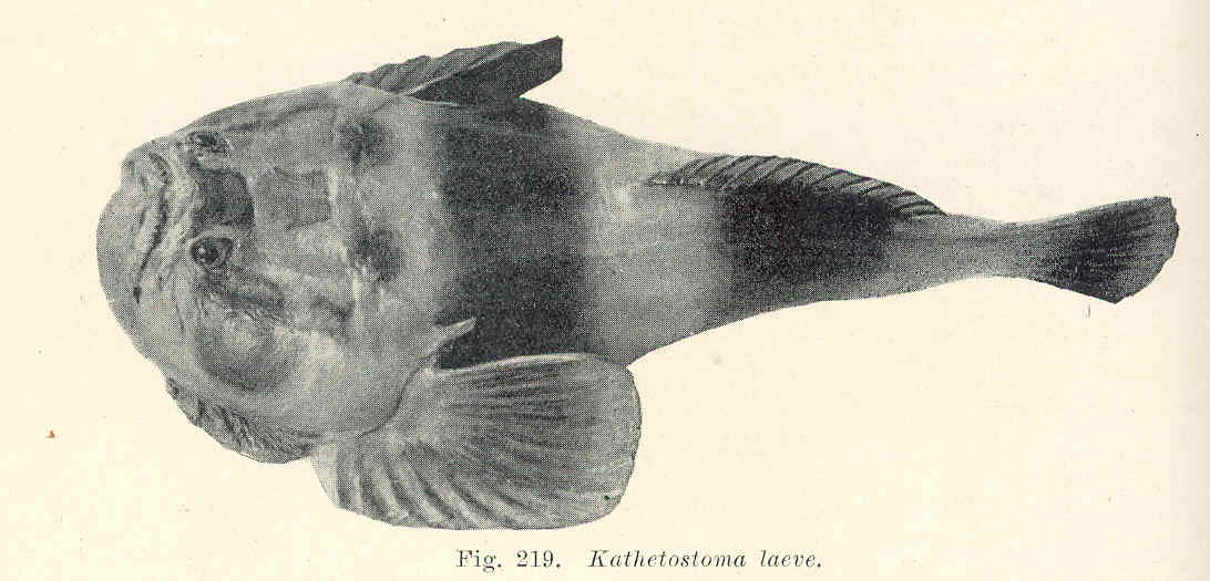 Морски мишкар