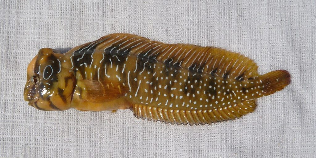 Морски паун