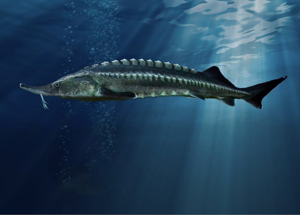 Моруна