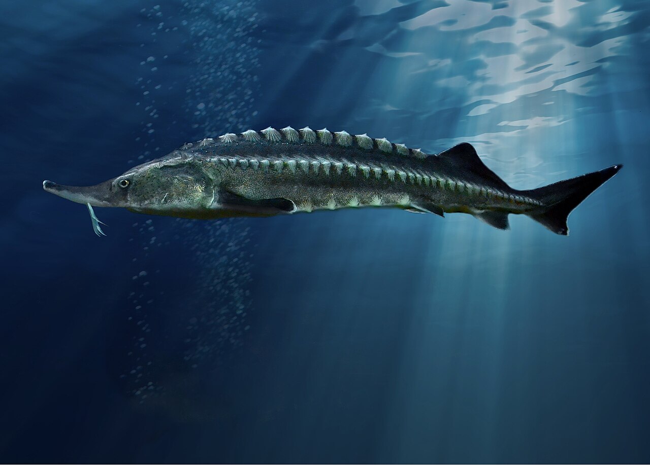 Моруна