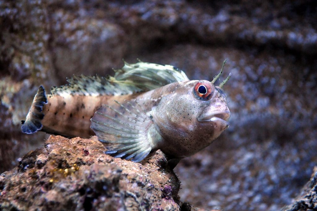 Очилата морска кучка