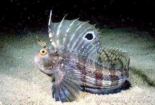 Морска сова