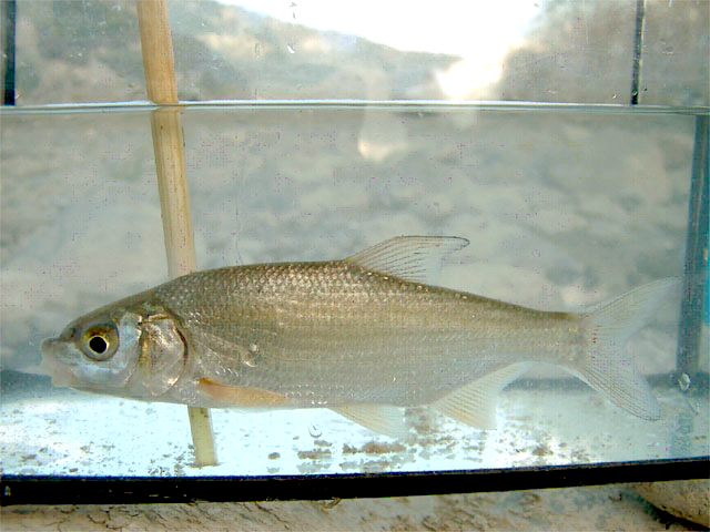 Маришки морунаш