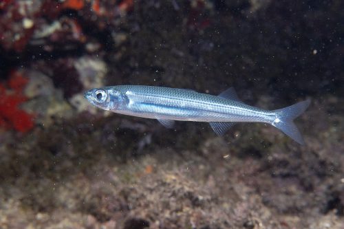 Морска атерина