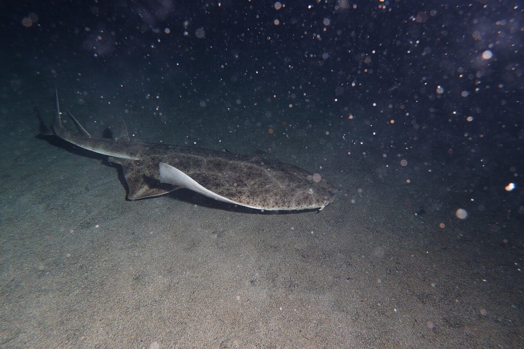 Морски ангел