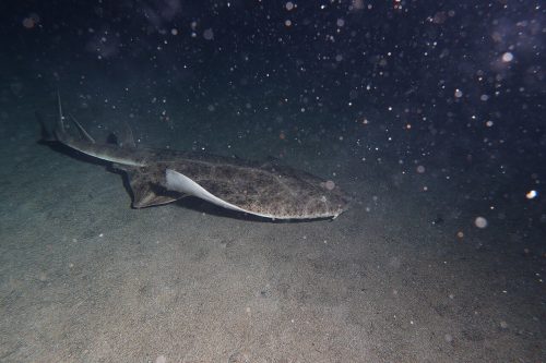 Морски ангел